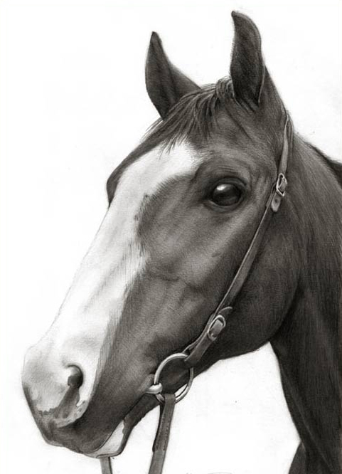 员工作品：马头.jpg